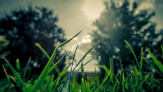 Featured image: lawn-1.jpg - Number One Seed: Top Revenue Streams for Lawn & Landscaping Businesses