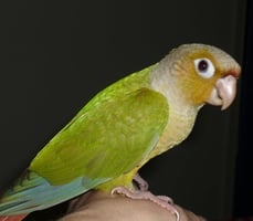 Cinnamon_conure_parrot.jpg - Mr. Rooter Plumber Rescues Parrots from Highway