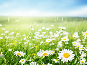 Featured image: Field of flowers. - Three Types of Businesses Perfect to Start in Spring and Summer