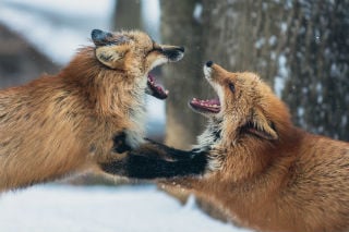 Featured image: fighting foxes.jpg - 3 Steps For Conflict Resolution at Work