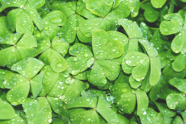 Featured image: four leaf clover quentin-rey-8846-unsplash.jpg - Luck, Success and St. Patrick’s Day: 7 Traits of High Achievers